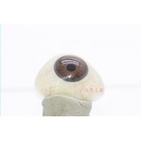 新疆假眼定制|藝水碧天醫療器械加工藍色過渡帶義眼