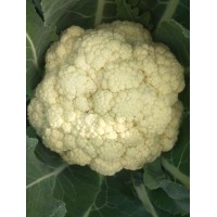 蒼南批發青梗松花菜苗\文成菜花苗60天有機花菜苗2023